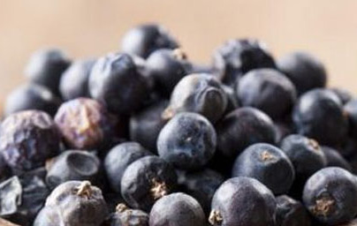 Brinove jagode (Juniperus communis)